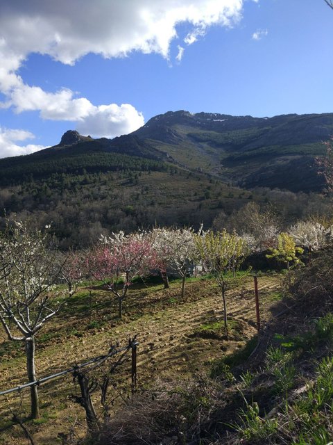 Vista del Pico Ocejón desde la Era de Valverde de los Arroyos
